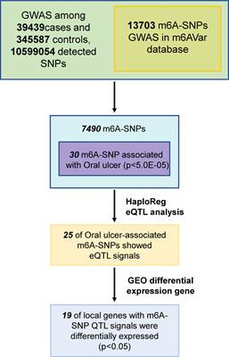 A genome-wide association analysis: m6A-SNP related to the onset of oral ulcers